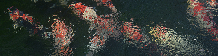 関西一の鯉屋をめざして