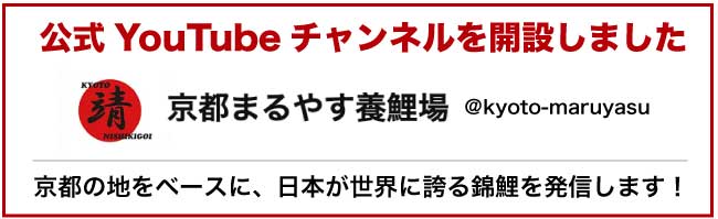 京都まるやす養鯉場公式YouTubeチャンネルを開設しました