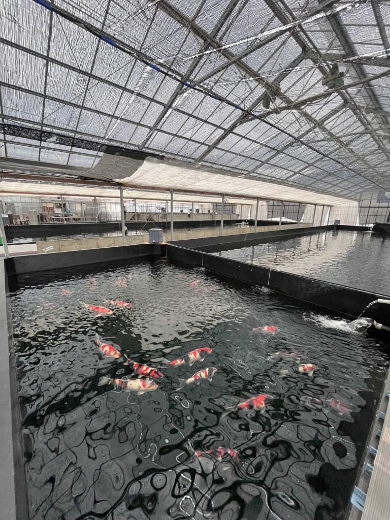 京都養鯉場2