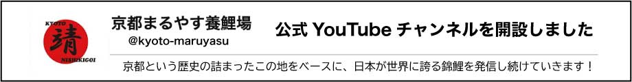 京都まるやす養鯉場公式YouTubeチャンネルを開設しました